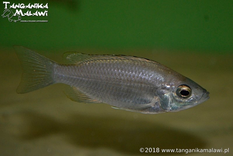 Copadichromis sp. 'virginalis kajose'
